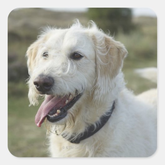 ヒースの土地の犬 スクエアシール (正面)