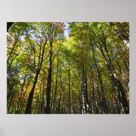 ビエスツァディ森林ポスター ポスター (正面)