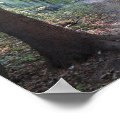 ビエッツチェディーフォレストライト ポスター (角)