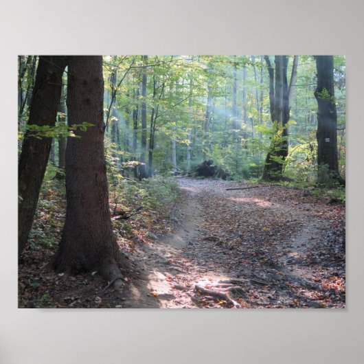 ビエッツチェディーフォレストライト ポスター (正面)