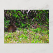 ビエラ湿地フロリダのブラウンウサギ ポストカード (正面)
