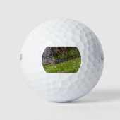 ビエラ湿地フロリダ写真アリゲーター ゴルフボール (正面)