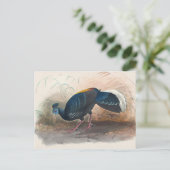 ビエロの火に覆われたキジ ポストカード (スタンド正面)