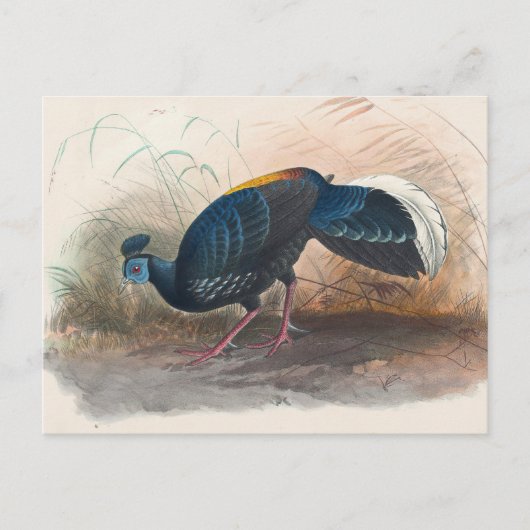 ビエロの火に覆われたキジ ポストカード (正面)