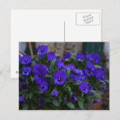 ビオラ・ウィトロッキアナ ポストカード (正面/裏面)