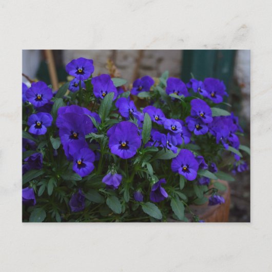 ビオラ・ウィトロッキアナ ポストカード (正面)