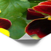 ビオラ ～ ポスター (角)