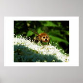 ビオーグ ポスター (正面)