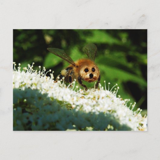 ビオーグ ポストカード (正面)