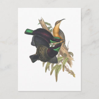ビクトリアのライフル鳥 ポストカード