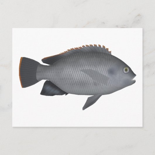 ビクトリアティラピア ポストカード (正面)