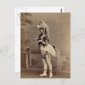 ビクトリアンな馬の衣裳の銀板写真か写真 ポストカード (正面/裏面)