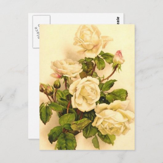 ビクトリアンアイボリー絵画バラ ポストカード (正面/裏面)