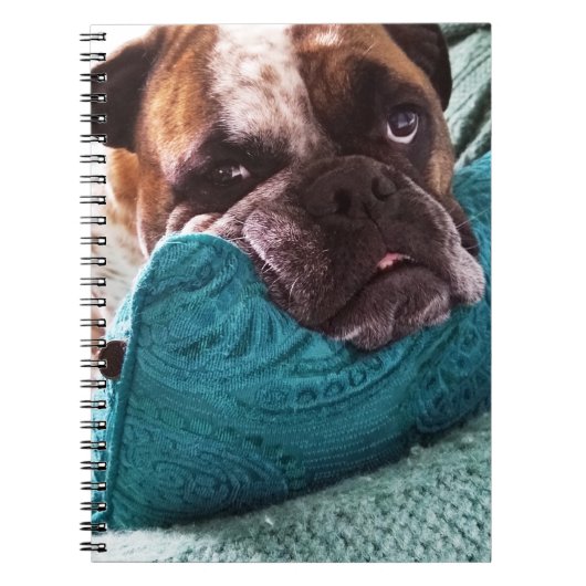 ビクトリアンBulldog Photo 9x6ノートブック ノートブック (正面)