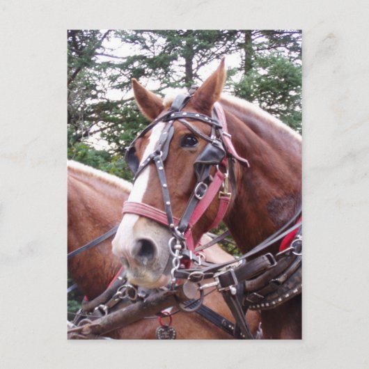 ビクビクして働く ポストカード (正面)