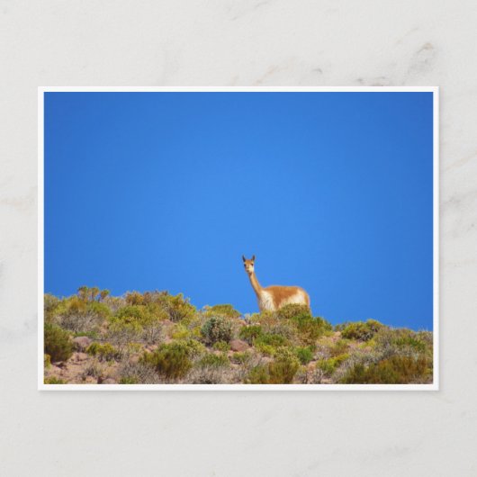 ビクーニャブルー ポストカード (正面)