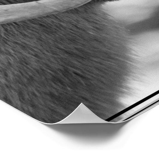 ビグーン羊 ポスター (角)