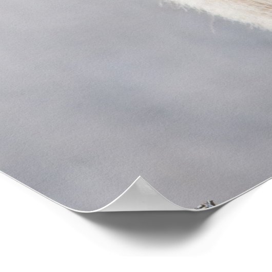 ビグーン羊 ポスター (角)