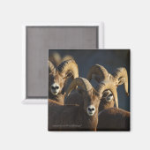 ビグーン羊 マグネット (正面/裏面)