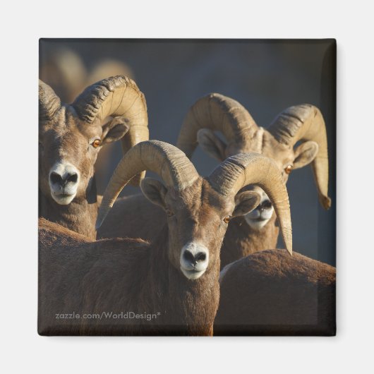 ビグーン羊 マグネット (正面)