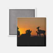 ビグーン羊 マグネット (正面/裏面)