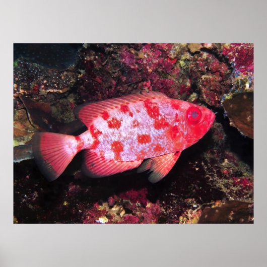 ビゲー ポスター (正面)