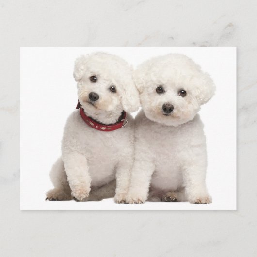 ビコンフリースパピードッグ空白のグリーティングポストカード ポストカード (正面)