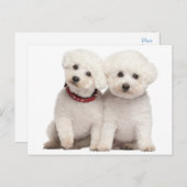 ビコンフリースパピードッグ空白のポストカード ポストカード (正面/裏面)
