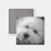 ビコンフリースマルティポ マグネット (正面/裏面)