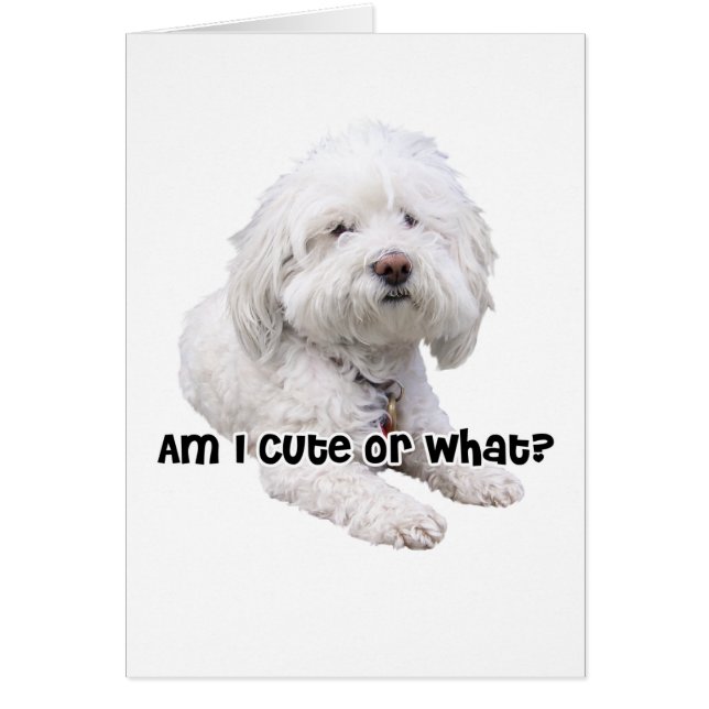 ビコンフリーズ犬 (正面)