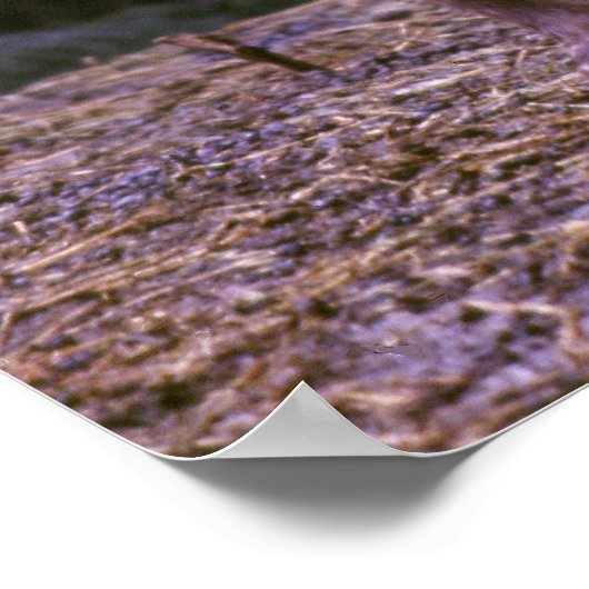 ビゴーンラム ポスター (角)