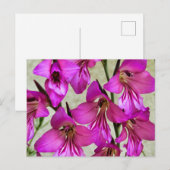 ビザンチングラジオラス ポストカード (正面/裏面)