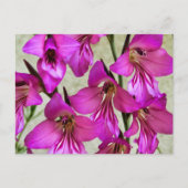 ビザンチングラジオラス ポストカード (正面)