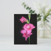 ビザンチン・グラディオラス ポストカード (スタンド正面)