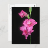 ビザンチン・グラディオラス ポストカード (正面/裏面)