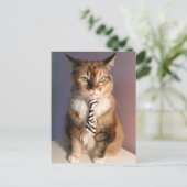 ビジネスタイの国内猫 ポストカード (スタンド正面)