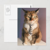 ビジネスタイの国内猫 ポストカード (正面/裏面)