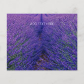 ビジネス用チラシ  : ラベンダー畑 チラシ (裏面)