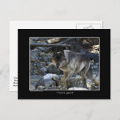 "ビジョンクエスト"グレーウルフポストカード ポストカード (正面/裏面)