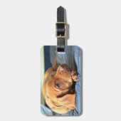 ビズラの子犬が足で休む ラゲッジタグ (正面縦)