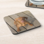 ビズラパピー コースター (左側)