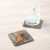 ビズラパピー コースター (右側)