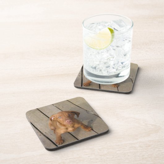 ビズラパピー コースター (右側)