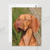 ビズラ ポストカード (正面/裏面)