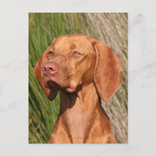 ビズラ ポストカード (正面)