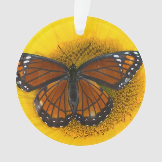 ビセロイチョウ｜Limenitis Archippus オーナメント (正面)