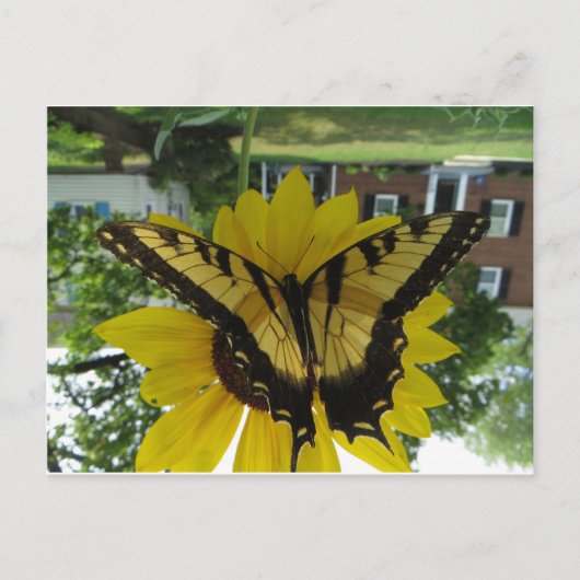 ビセロイバテルフィ ポストカード (正面)