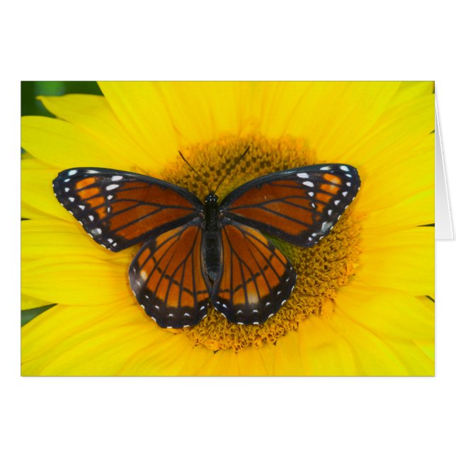 ビセロイ蝶｜Limenitis Archippus (正面横)