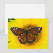 ビセロイ蝶｜Limenitis Archippus ポストカード (正面/裏面)