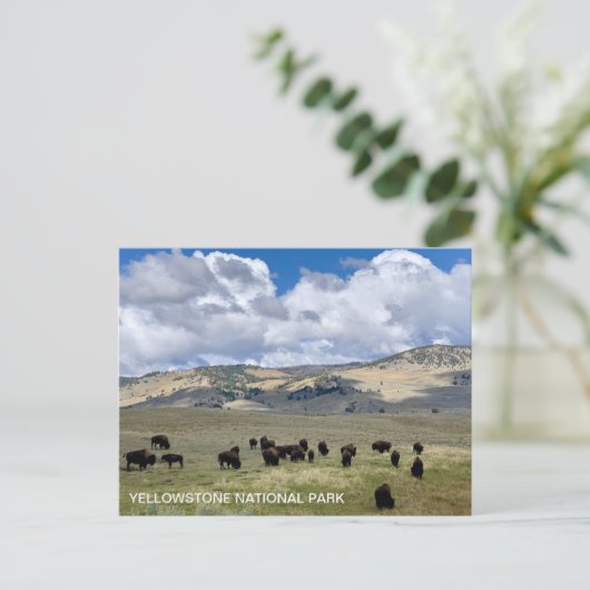 ビソンおもしろいファクトイエローストーン国立公園 ポストカード (スタンド正面)